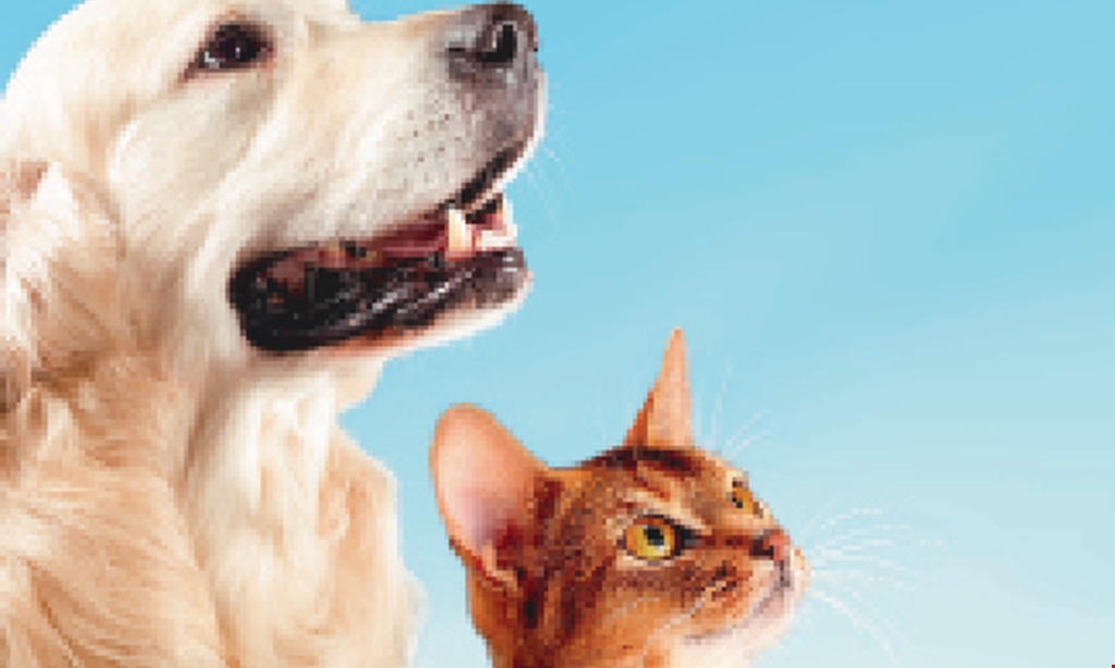 Product image for Katie's Pet Depot 10% OFF all in-stock CBD dog and cat bites and oils.