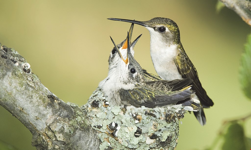 Product image for Wild Birds Unlimited SAVE NOW $10 OFF $50.