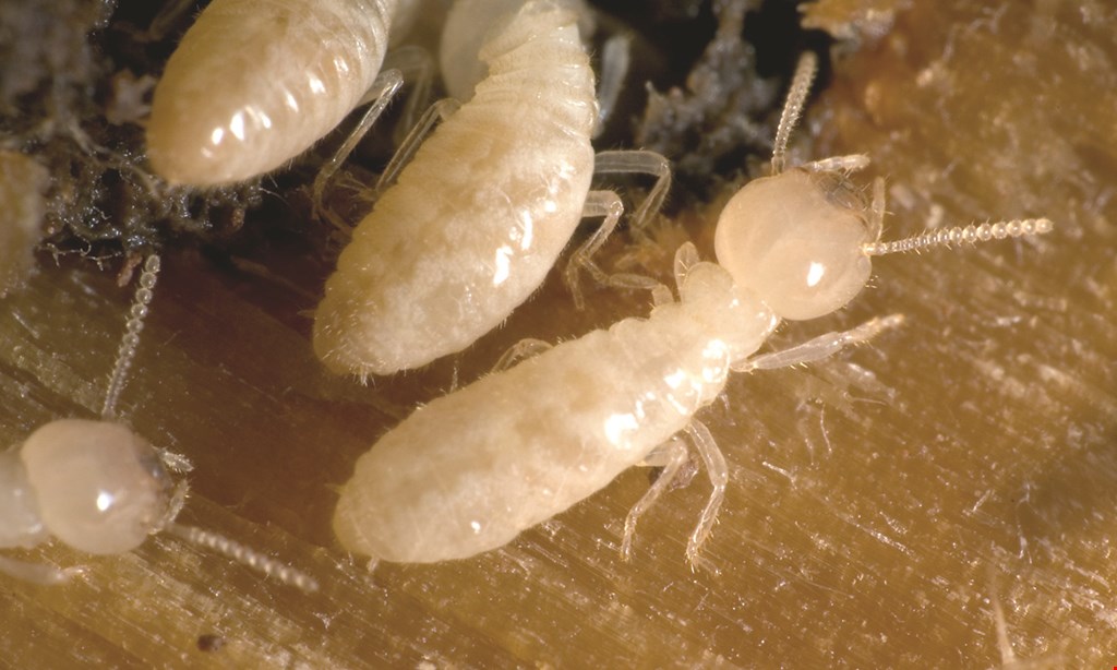 Product image for Key Termite and Pest Control $100 OFFfull termite treatments. 