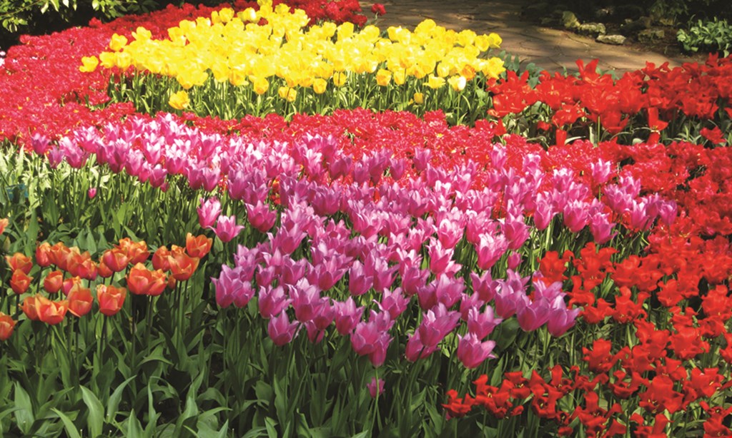 Product image for Waldwick Gardens MUM SPECTACULAR! FREE mum! buy 6 mums, get 1 free large variety & color selections.