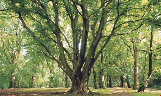 Product image for Bradley Tree Experts Seasonal Firewood.