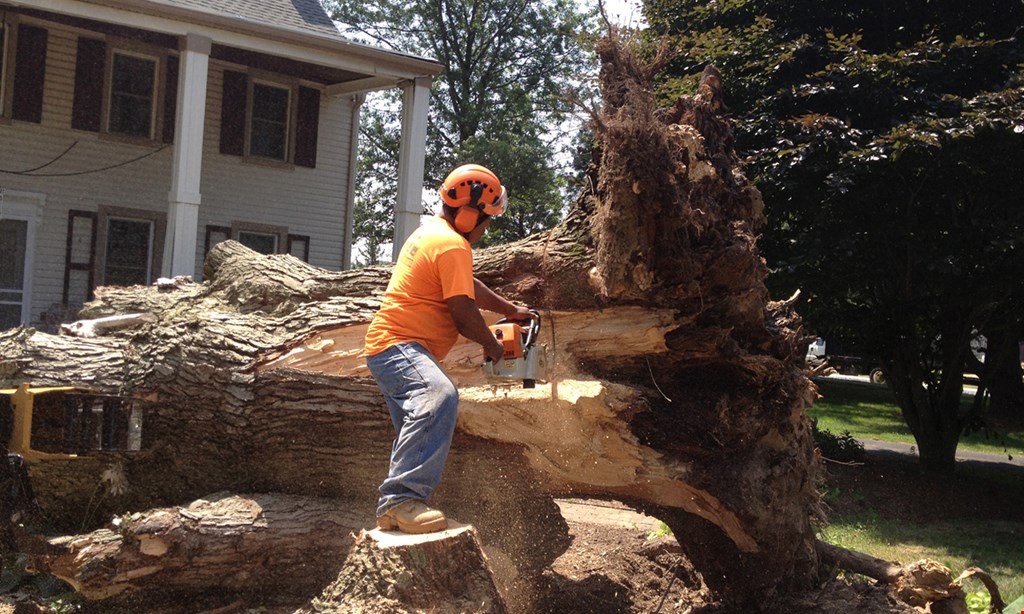 Product image for Pro-Cut Tree FREE stump grinding 