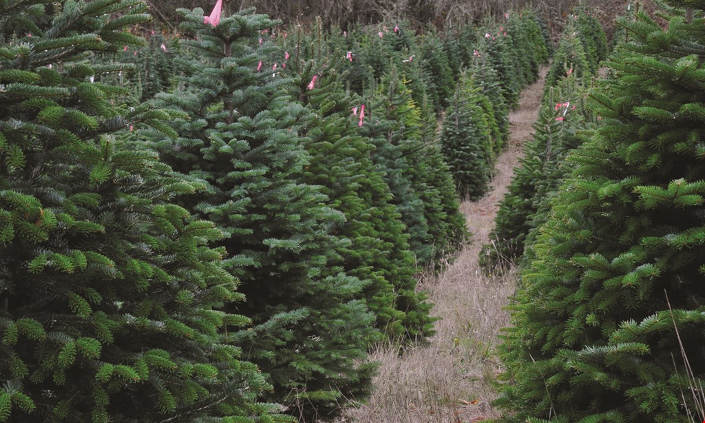 Product image for Big Wave Dave's $5 OFF any tree over 5 ft. tall. 