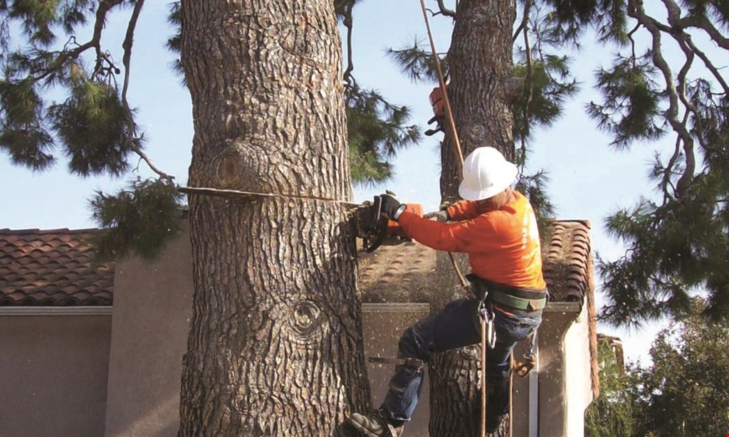 Product image for Gold Coast Tree Service $25 Off any job of $300 or more