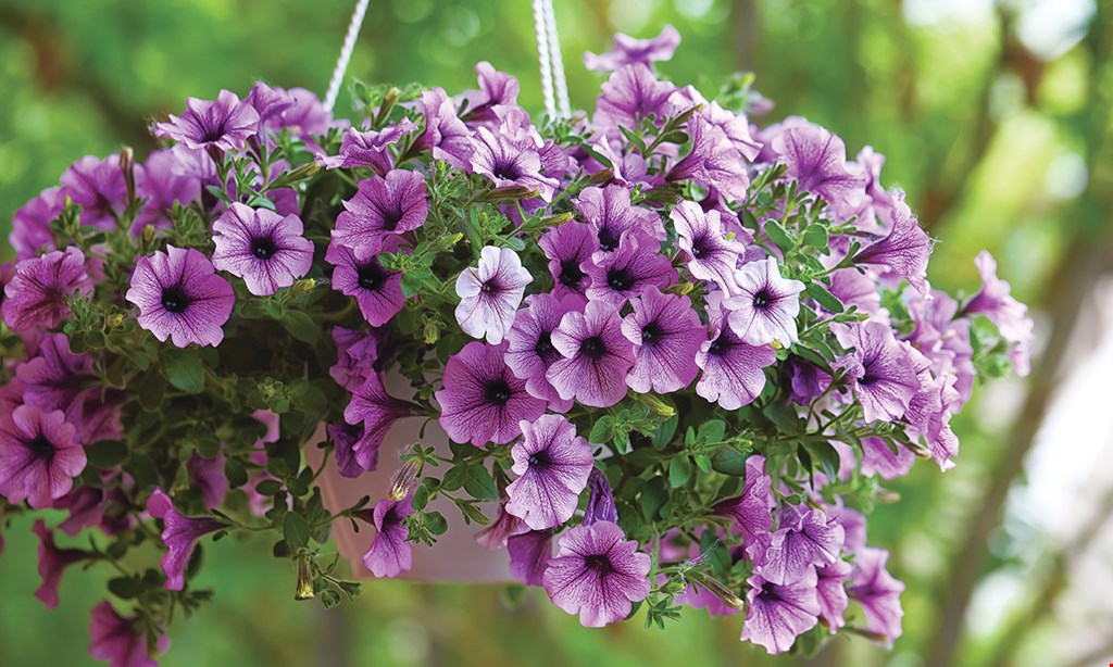 Product image for STATION ROAD FARM & LANDSCAPING $2 OFF any annual flower 1-3 gal sizes. 
