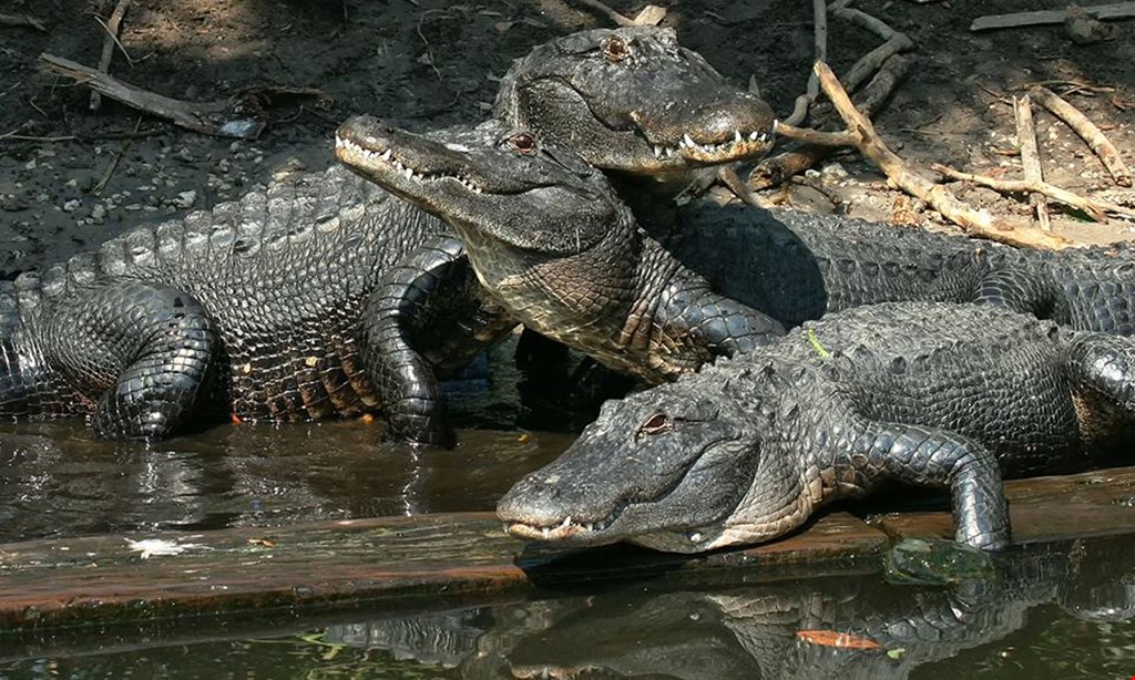 Product image for St. Augustine Alligator Farm $14 for One Admission to The Alligator Farm (Reg $28)