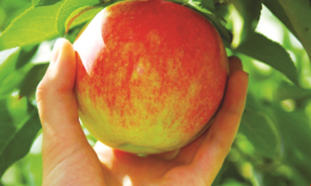 Product image for Riverview Orchards $12.50 For $25 Worth Of Pick Your Own Apples For The 2020 Season
