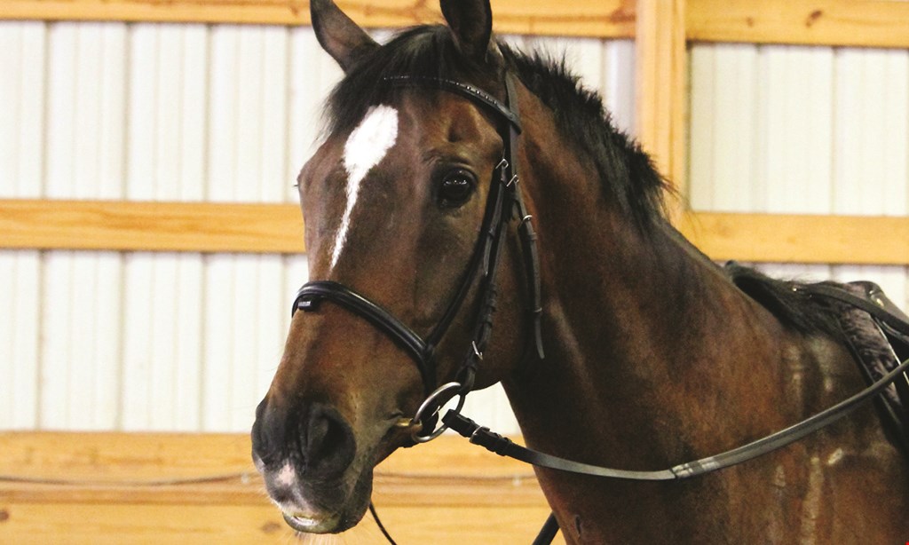 Product image for Spruce Meadow Farm $55 For Private Horseback Riding & Grooming Lesson For 2 (Reg. $160)
