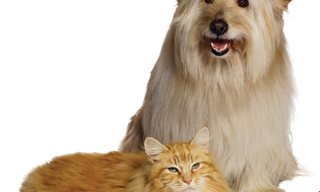 Product image for Clarence Pet Grooming $27.50 For $55 Towards Pet Grooming Services
