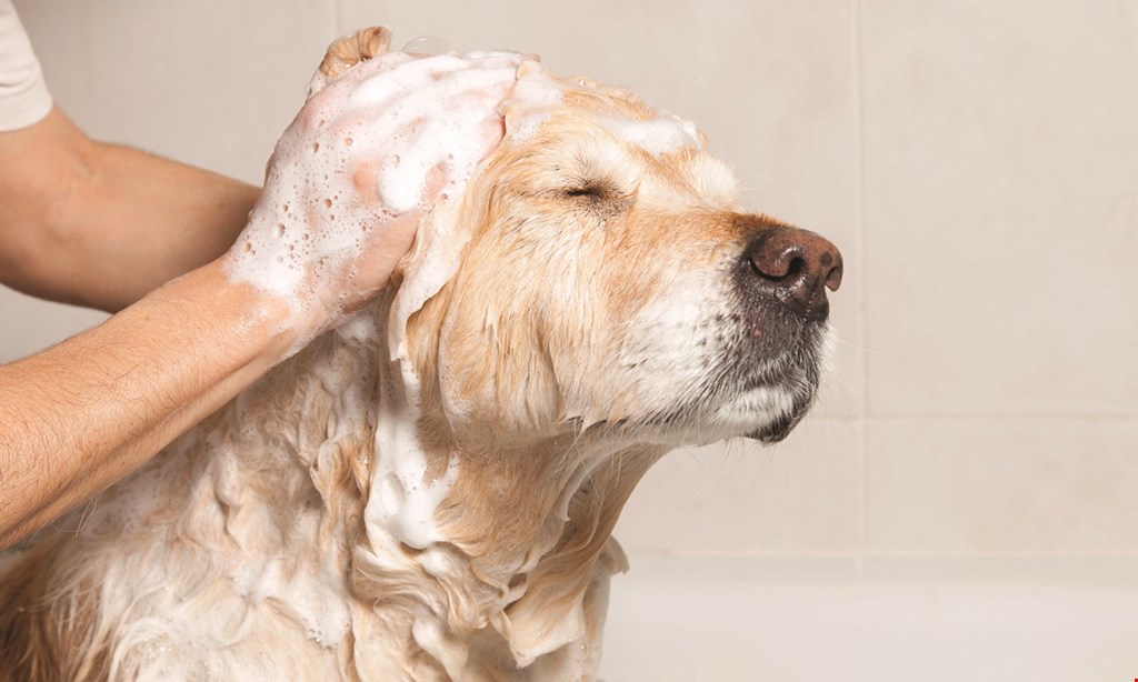 Product image for Pet Supplies Plus $15 For $30 Worth Of Self-Serve Pet Washes