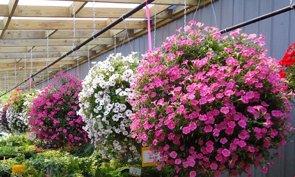 Product image for Rave Discount Plant Center $50 For $100 Toward Shrubs, Trees & Perennials