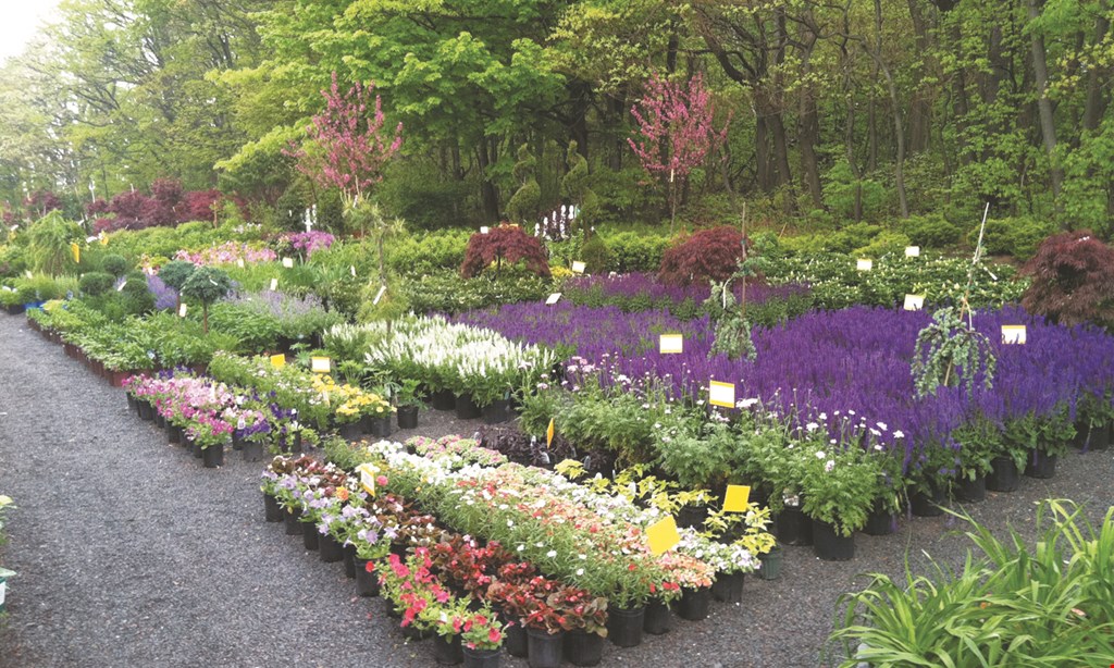 Product image for Rave Discount Plant Center $50 For $100 Toward Shrubs, Trees & Perennials