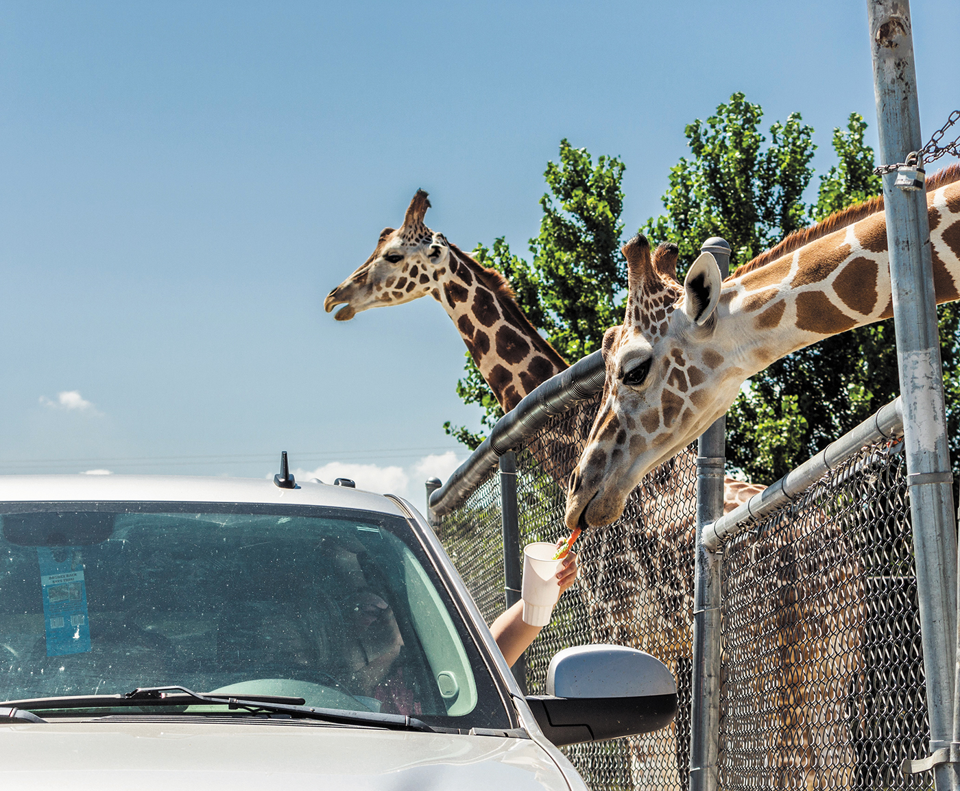 african safari wildlife park car damage