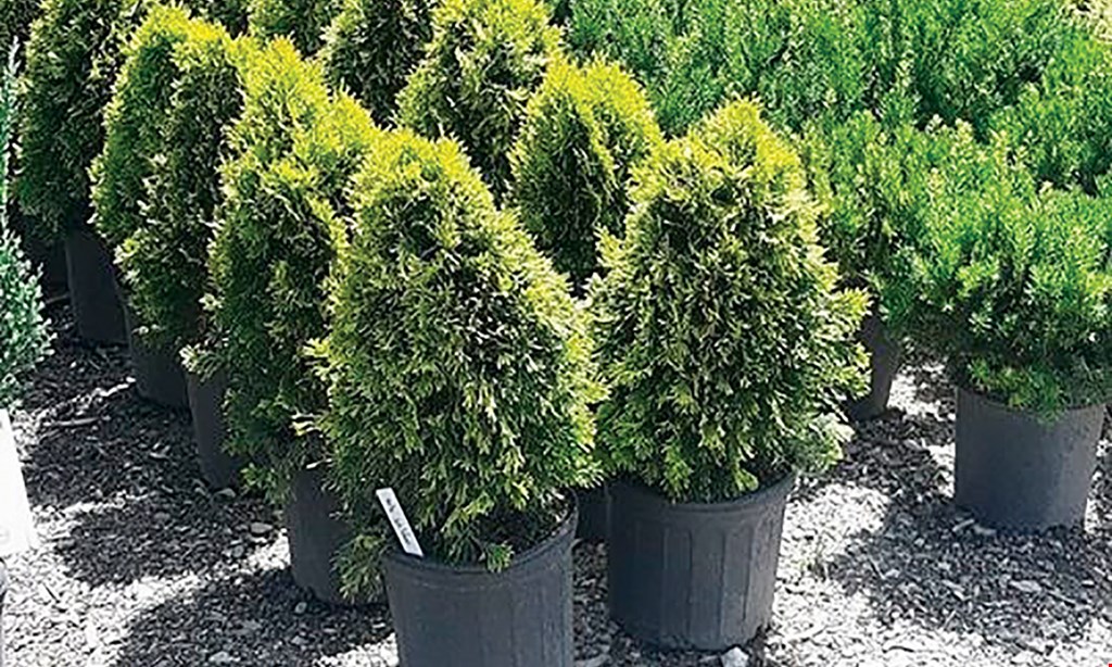 Product image for Superior Wholesale Landscape Supply $25 For $50 Worth Of Landscaping Supplies, Plants & Trees