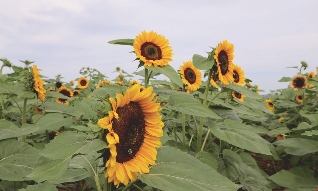 Product image for Maple Lawn Farms $25 For 2 Adult Admission Tickets For The 2022 Sunflower Festival (Reg. $50) - (Choose 1 Date From Festival Dates Aug, 5, 6, 7, Aug 12, 13, 14 & Aug 19, 20, 21)