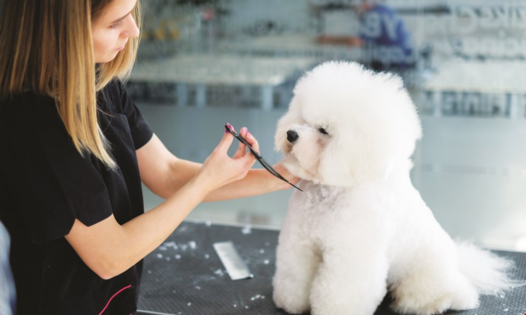 Product image for Pet Authority Grooming Center $25 For $50 Toward Dog Or Cat Grooming Services