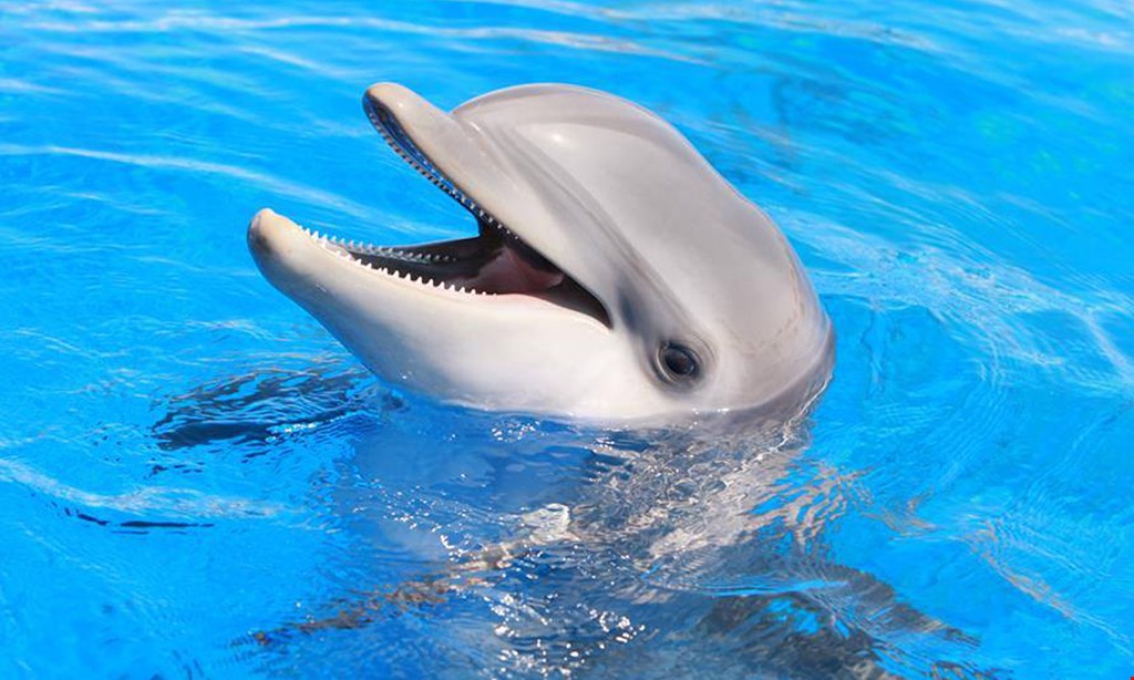 Product image for Marineland $64.50 For a  Swim With The Dolphins Adventure (Reg. $129)