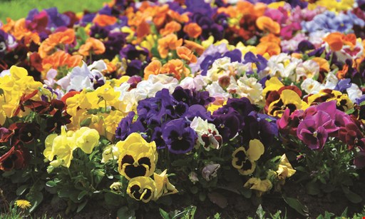 Product image for Burke Garden Centre $40 For $80 Toward Your Choice Of Plants & Supplies
